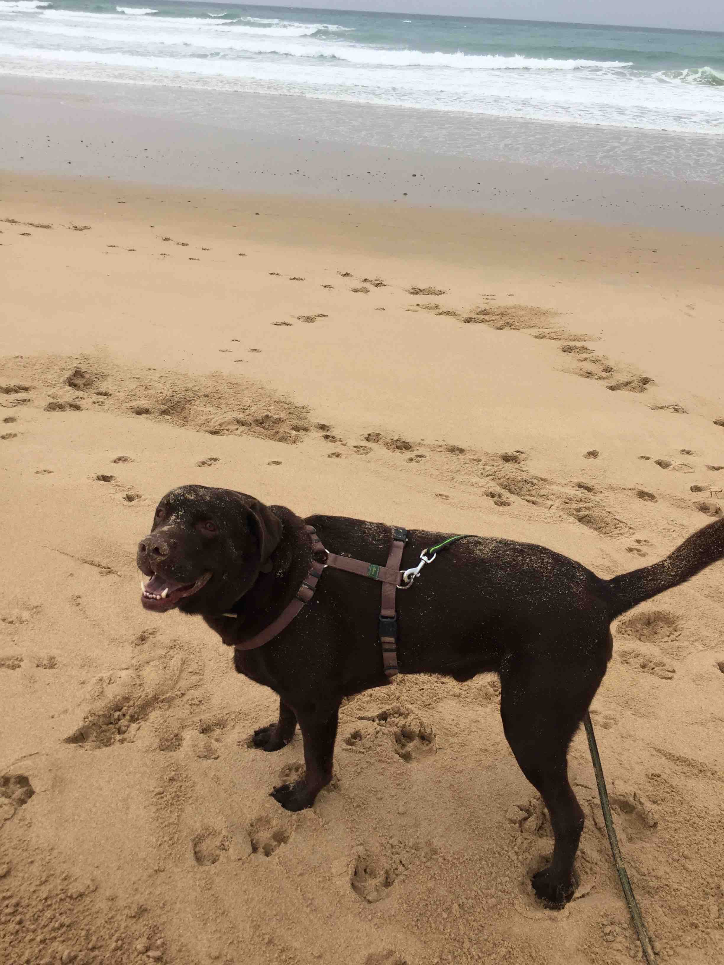 Nach dem Bad im Meer folgt ganz glücklich das Bad im Sand. Hund glücklich, seine Menschen happy.