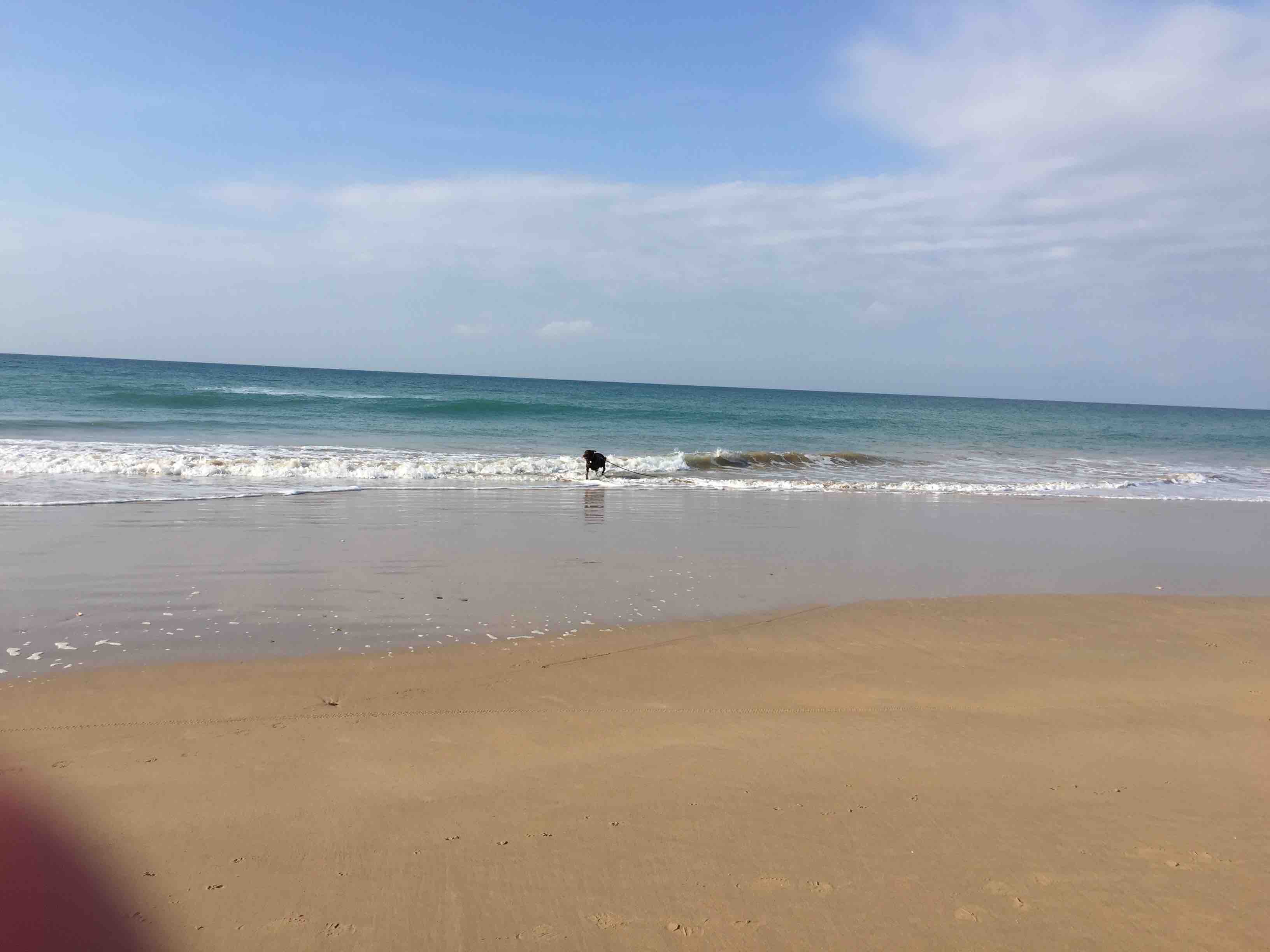 Ben rennt und rennt und rennt... Er liebt es hier am Strand von El Palmar!!!